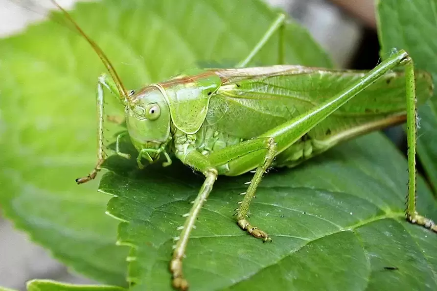 Amuleto de buena suerte - Cricket